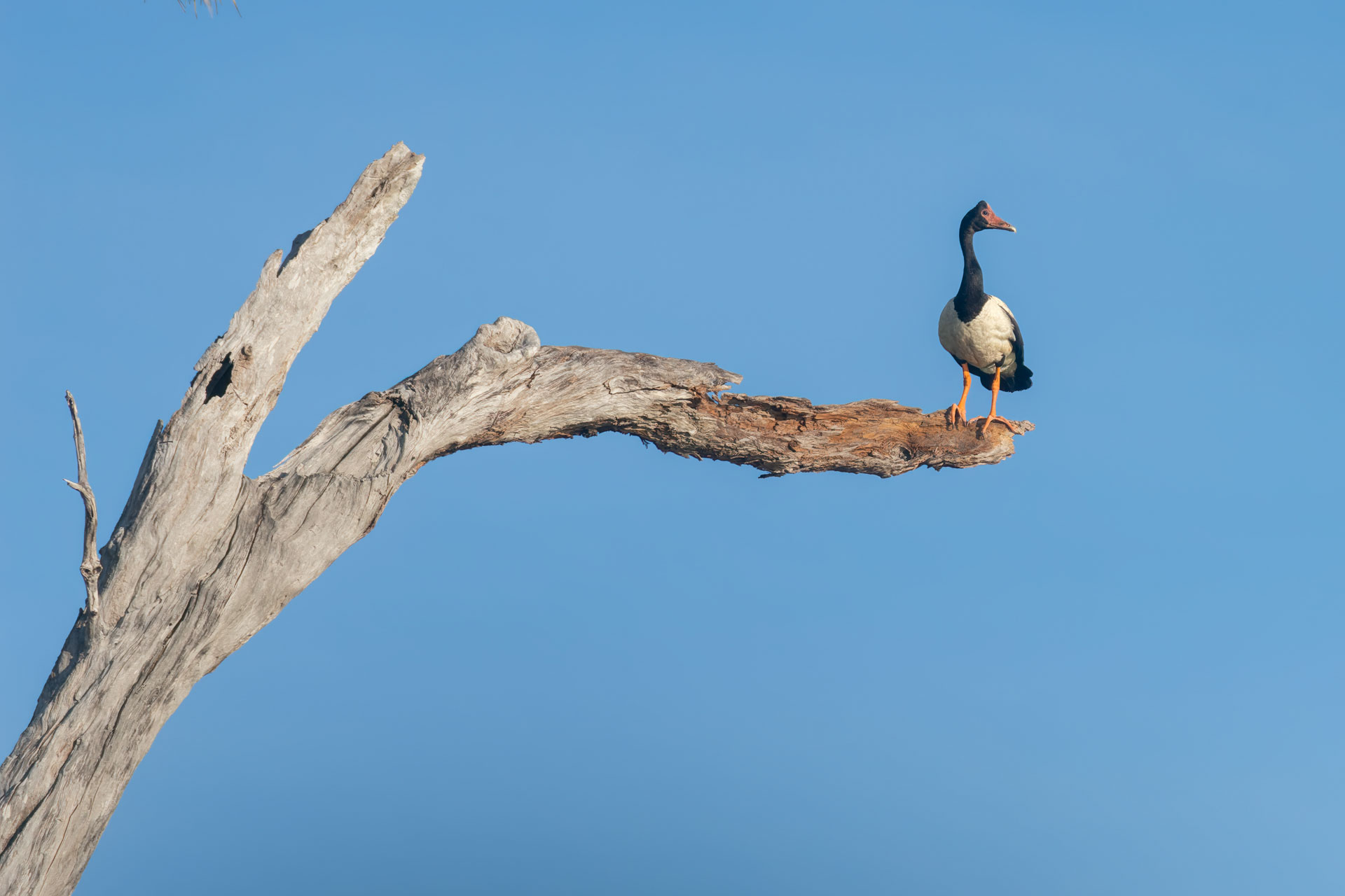 Kakadu National Park - Bootstour im Yellow Water Billabong - Spaltfußgans